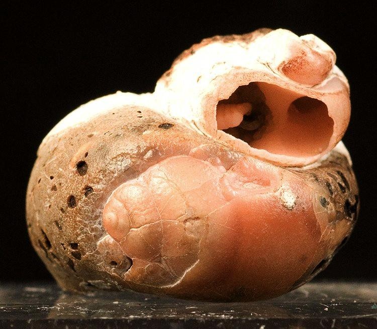 Rhodochrosite gemstone — example specimen